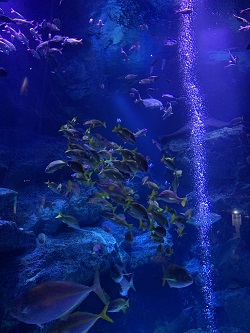 aquarium.jpg